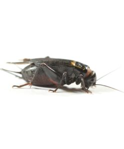 Black Crickets