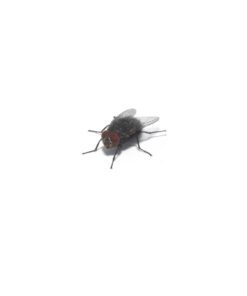 Alternative view of Bottle Fly Casters Bulk Pot