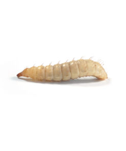 Calci Worms 50g Tub