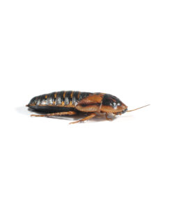 Dubia Roaches