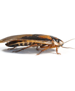 Dubia Roaches