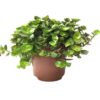 Edible Live Plants Turtle Vine Single
