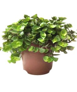 Edible Live Plants Turtle Vine Single