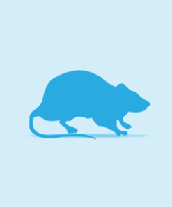 Vivari Frozen_Frozen Rats