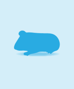 Vivari Frozen_Guinea Pig Individual