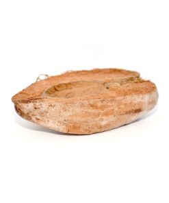 Alternative view of HabiStat Coco Bowl