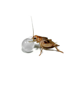 Alternative view of HabiStat H2O Balls 500g
