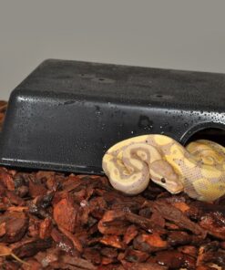 Alternative view of HabiStat Plastic Hide