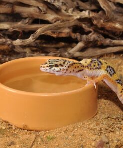 Alternative view of HabiStat Round Plastic Water Bowl
