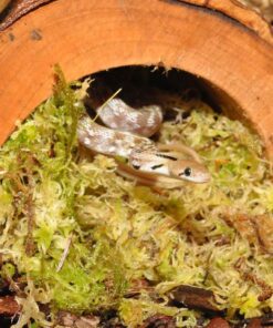 Alternative view of HabiStat Sphagnum Moss