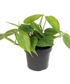 Live Plant Climbers Single