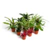 Live Plants Bromeliad Mix 10 Plants