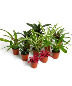 Live Plants Bromeliad Mix 10 Plants
