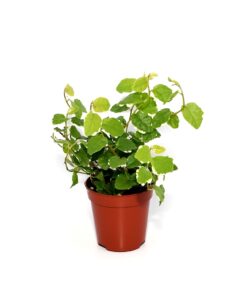 Live Plants Creeping Fig 7 Plants