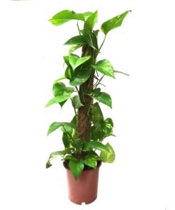 Live Plants Mosstok Pole