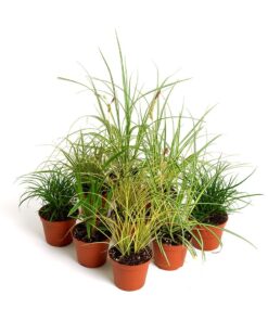 Live Plants Savannah Mix 9 Plants
