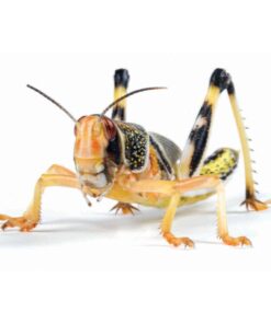 Locust