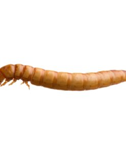 Mealworms