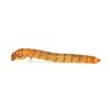Mini Mealworms