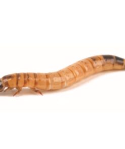 Morioworms