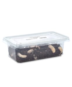 Alternative view of Pachnoda Grub Tub Approx 10