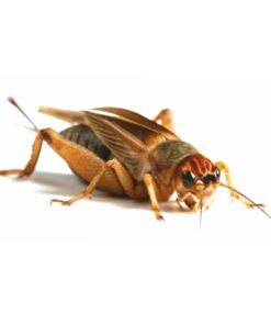 Silent Crickets
