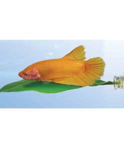 Alternative view of Zoo Med Betta Bed Leaf Hammock