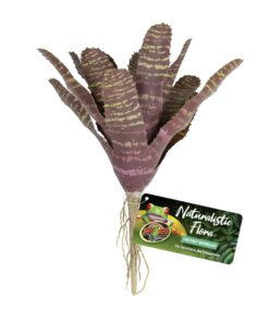 Zoo Med Chestnut Bromeliad