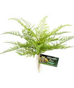 Zoo Med Lace Fern