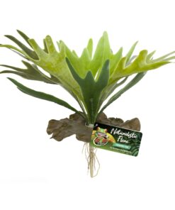 Zoo Med Staghorn Fern