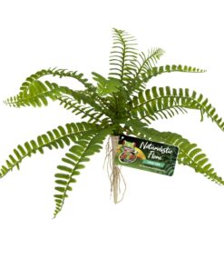 Zoo Med Sword Fern