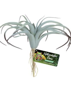Zoo Med Tillandsia Air Plant