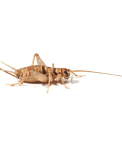 Banded Brown Crickets