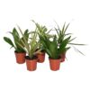 Live Plants Dragon Trees 5 Plants