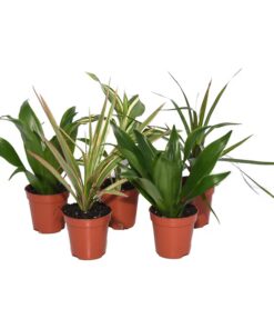 Live Plants Dragon Trees 5 Plants