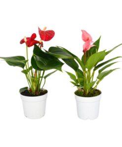 Live Plants Flamingo Lilies 2 Plants