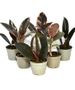 Live Plants Fig Trees Large Leaf 6 Plants