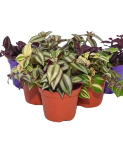 Live Plants Inch Plants 6 Plants