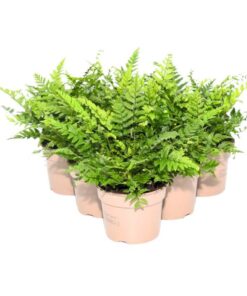 Live Plants Lady Ferns 6 Plants