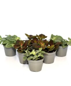 Live Plants Nerve Plants 6 Plants