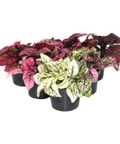 Live Plants Polka Dot Plants 6 Plants