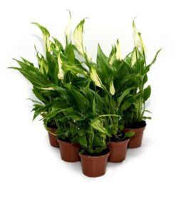 Live Plants Peace Lilies 6 Plants