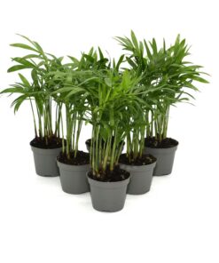 Live Plants Parlour Palms 6 Plants