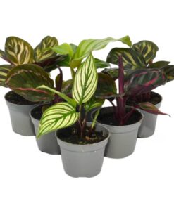 Live Plants Prayer Plants 6 Plants