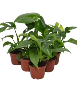 Live Plants Swiss Cheese Plants 6 Plants
