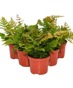 Live Plants Shield Ferns 6 Plants