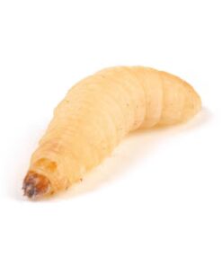 Waxworms
