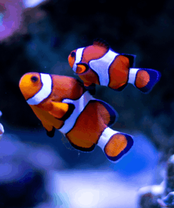 Aquatic Products