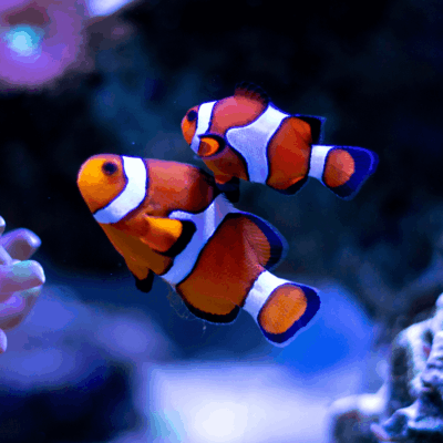 Aquatic Products